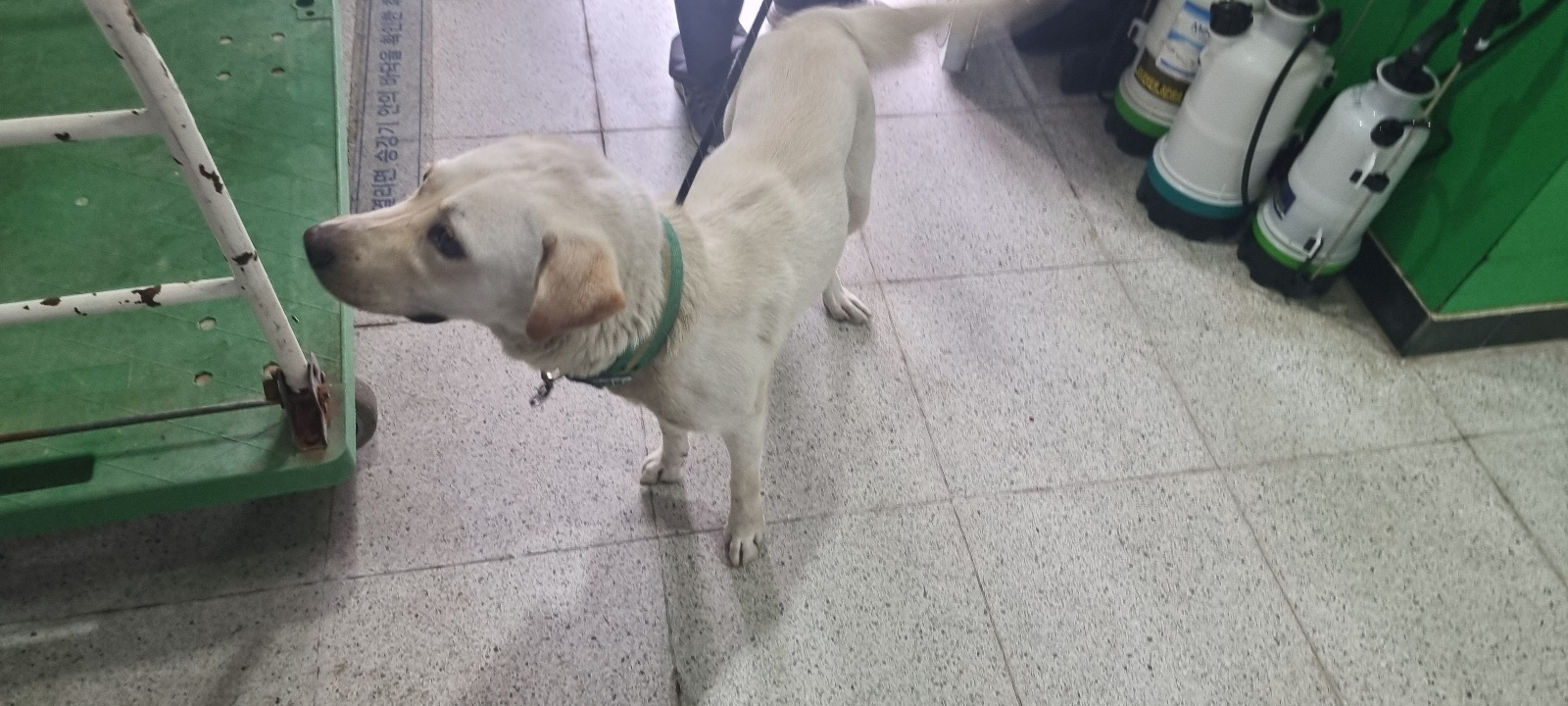 고양시동물보호센터_441394202401714