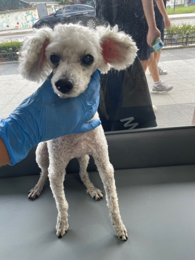 이성준동물병원_441408202401358