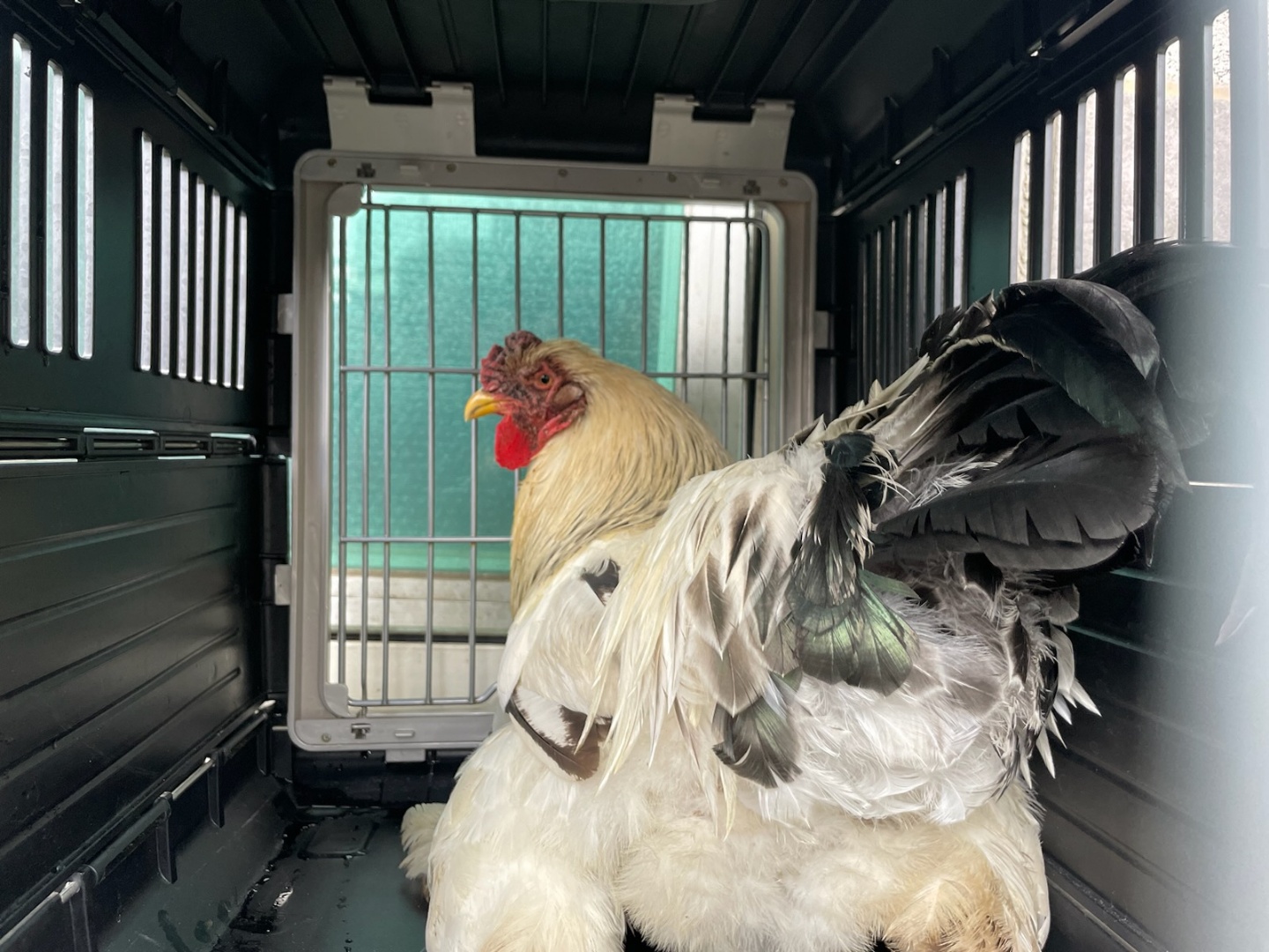 광주TNR동물병원초월_441554202401520