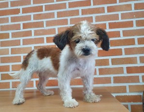대전동물보호센터_430367202400584
