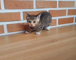 대전동물보호센터_430367202400582