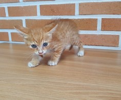 대전동물보호센터_430367202400583