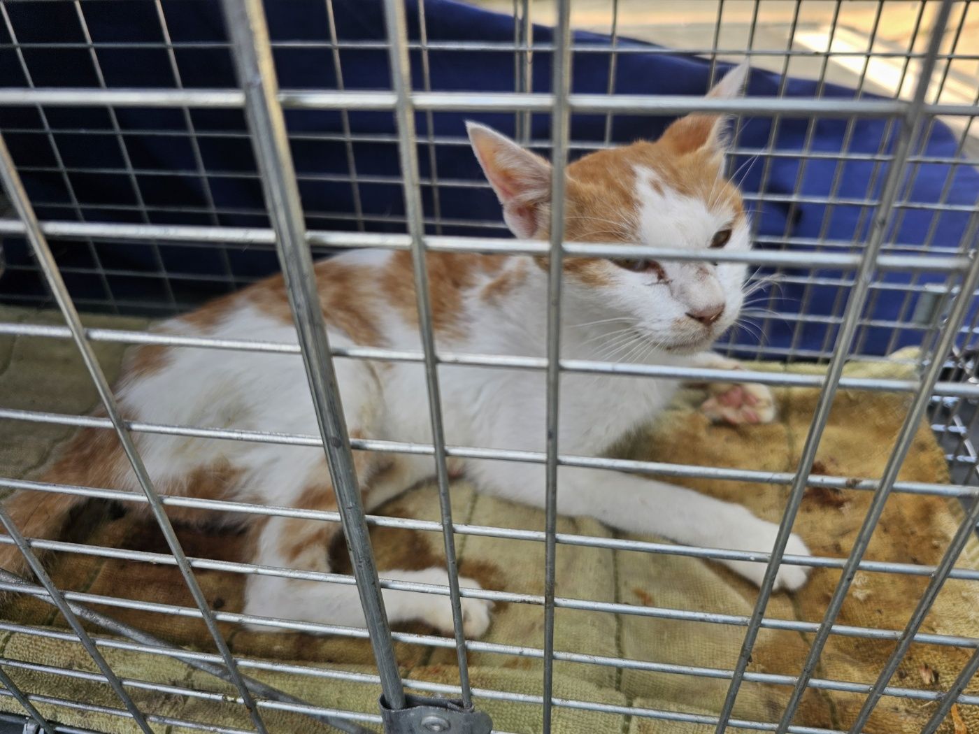 창녕 유기동물보호소_448541202401258