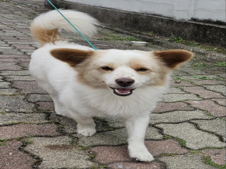 원주시동물보호센터_442419202400686