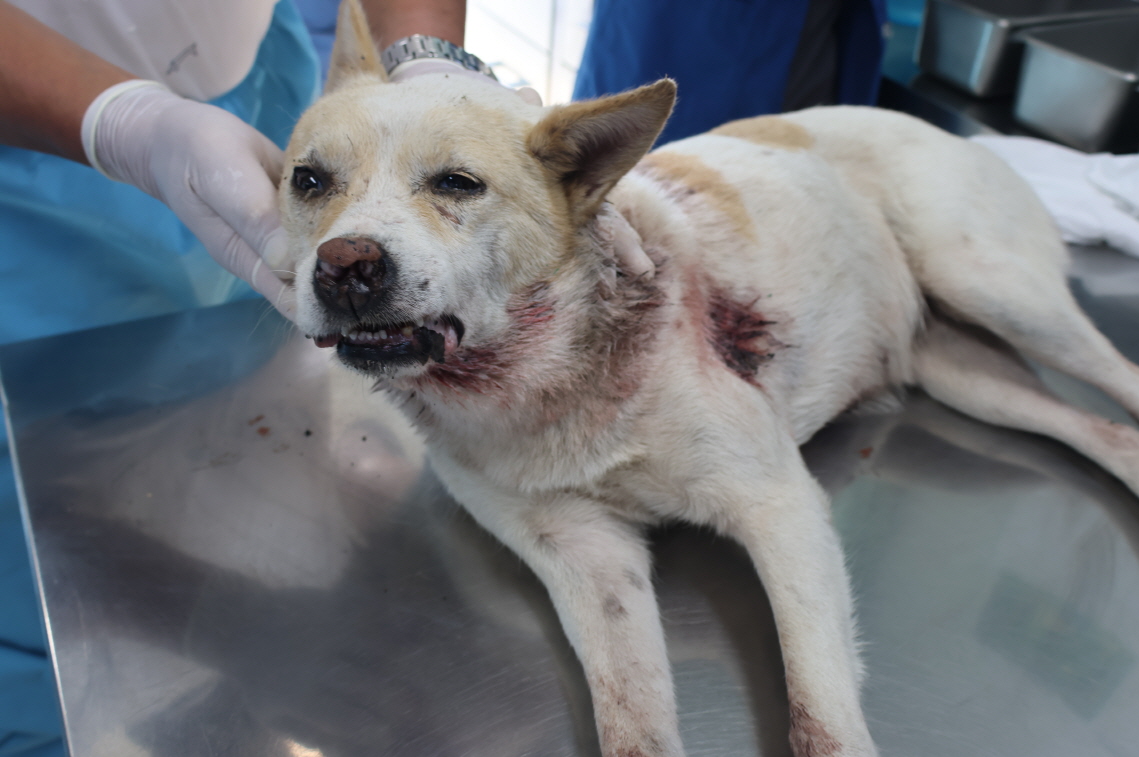 제주 동물보호센터_450650202402576