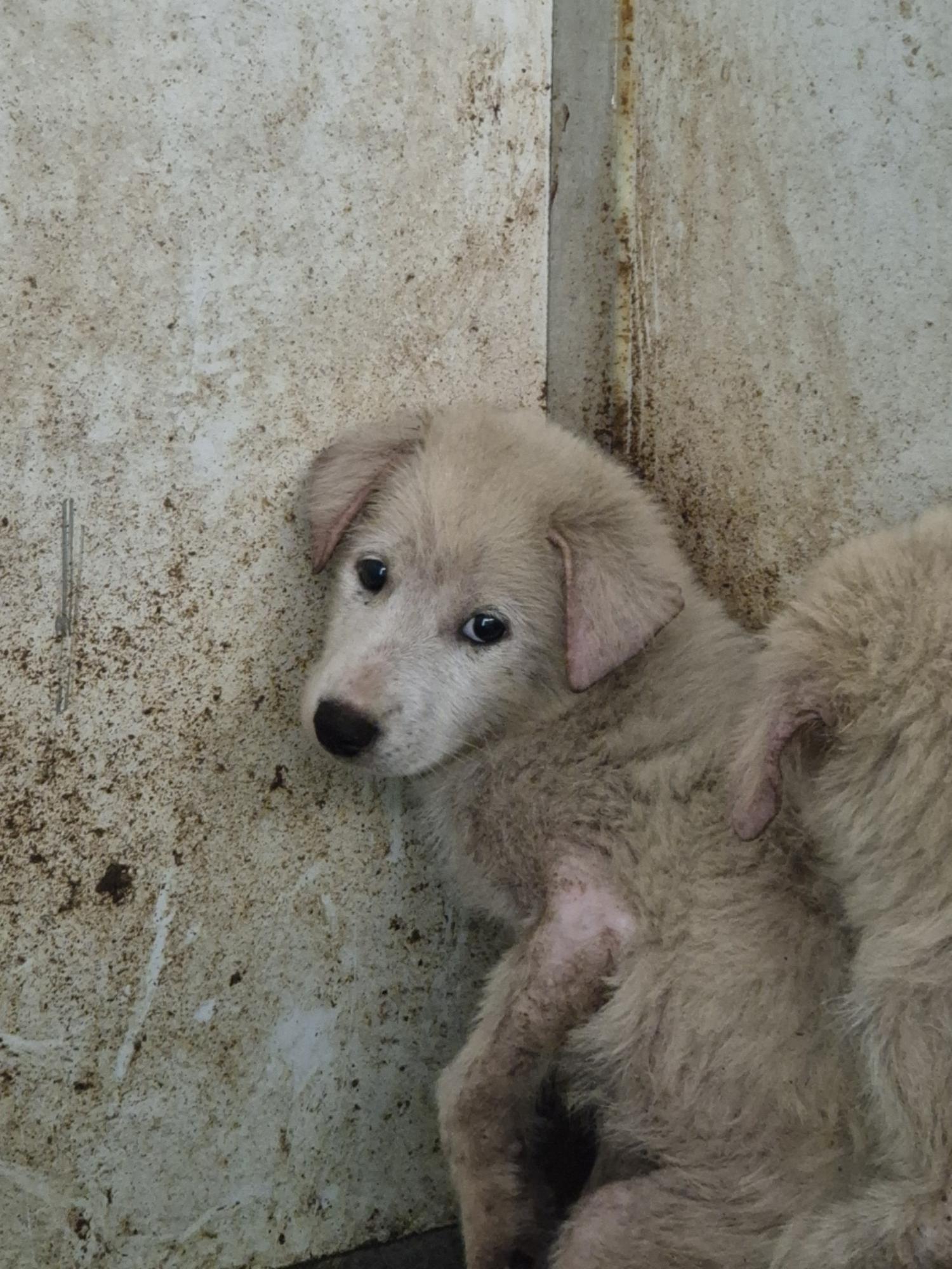 남양동물보호센터_441553202402717