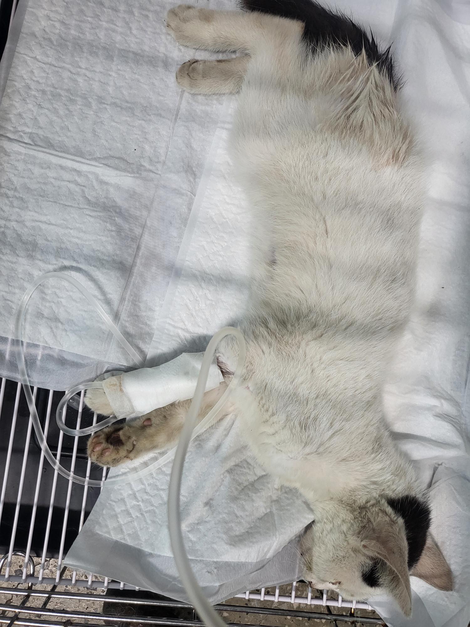 종료(자연사) 한국…
