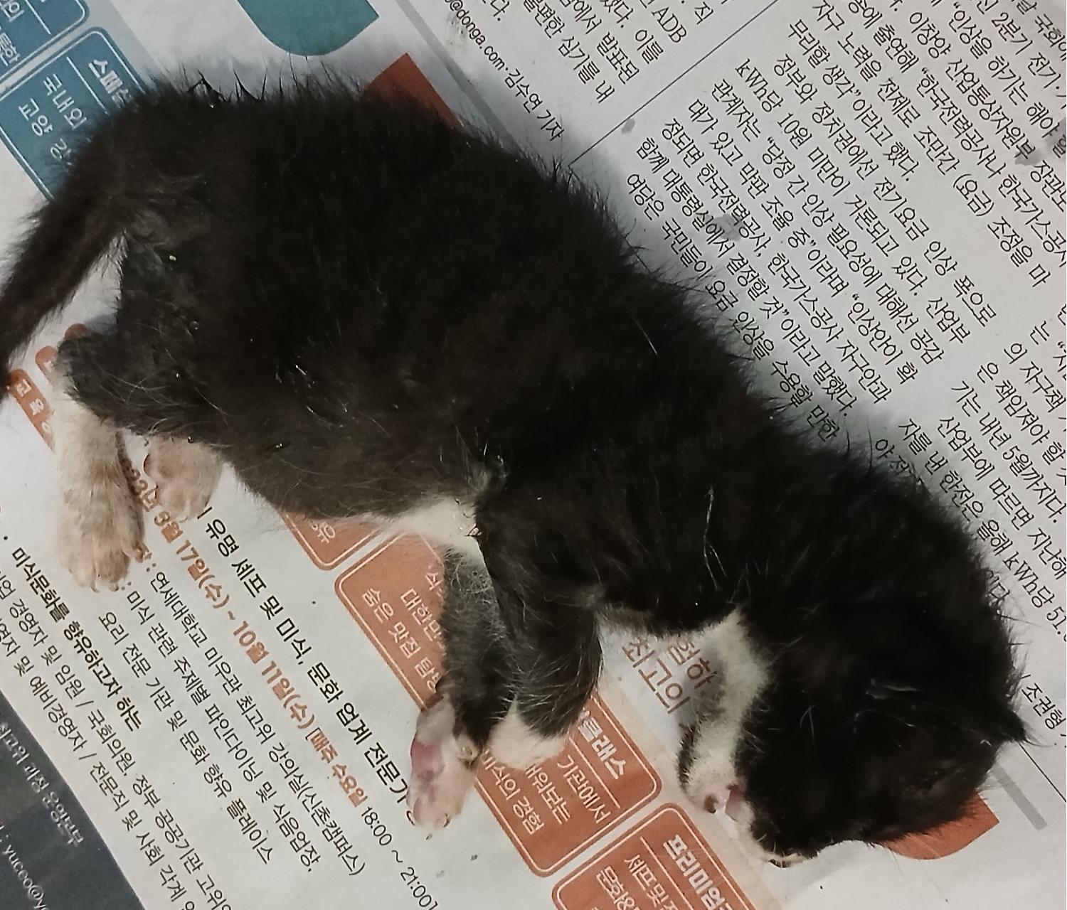 대구유기동물보호협회_427345202400530