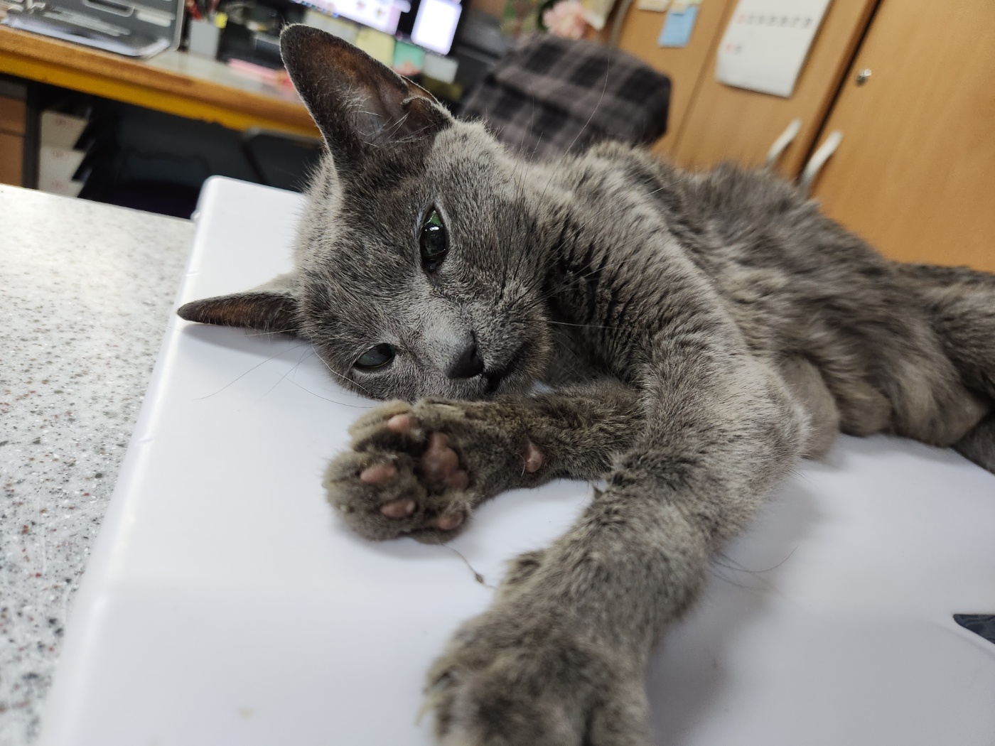 광주 동물보호소_429362202400772