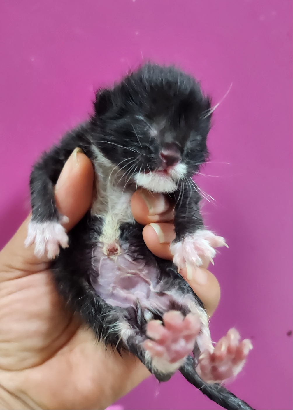 울산유기동물보호센터_431373202401190