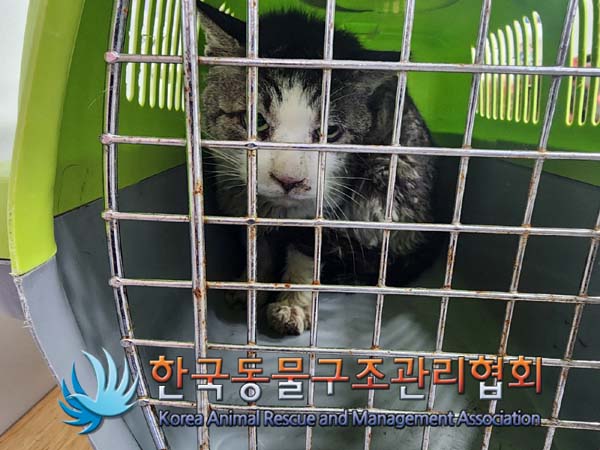 한국동물구조관리협회_411324202400438