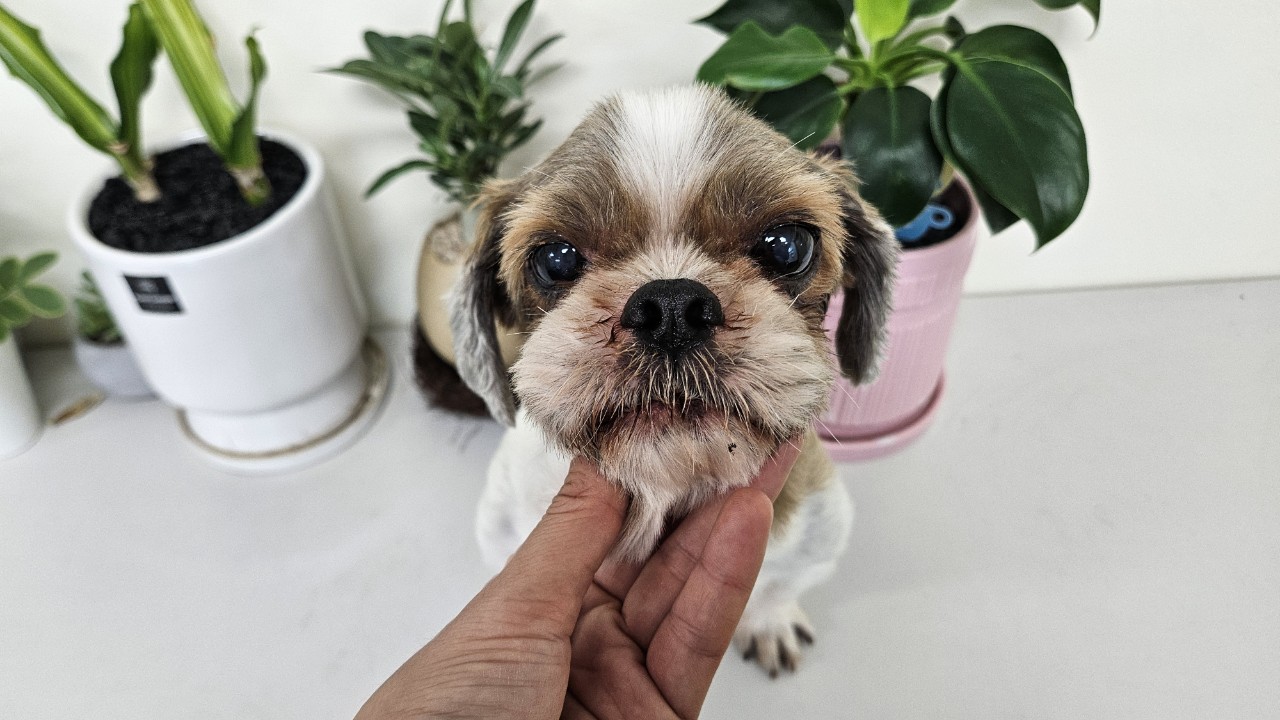 아산동물복지지원센터_444452202402004