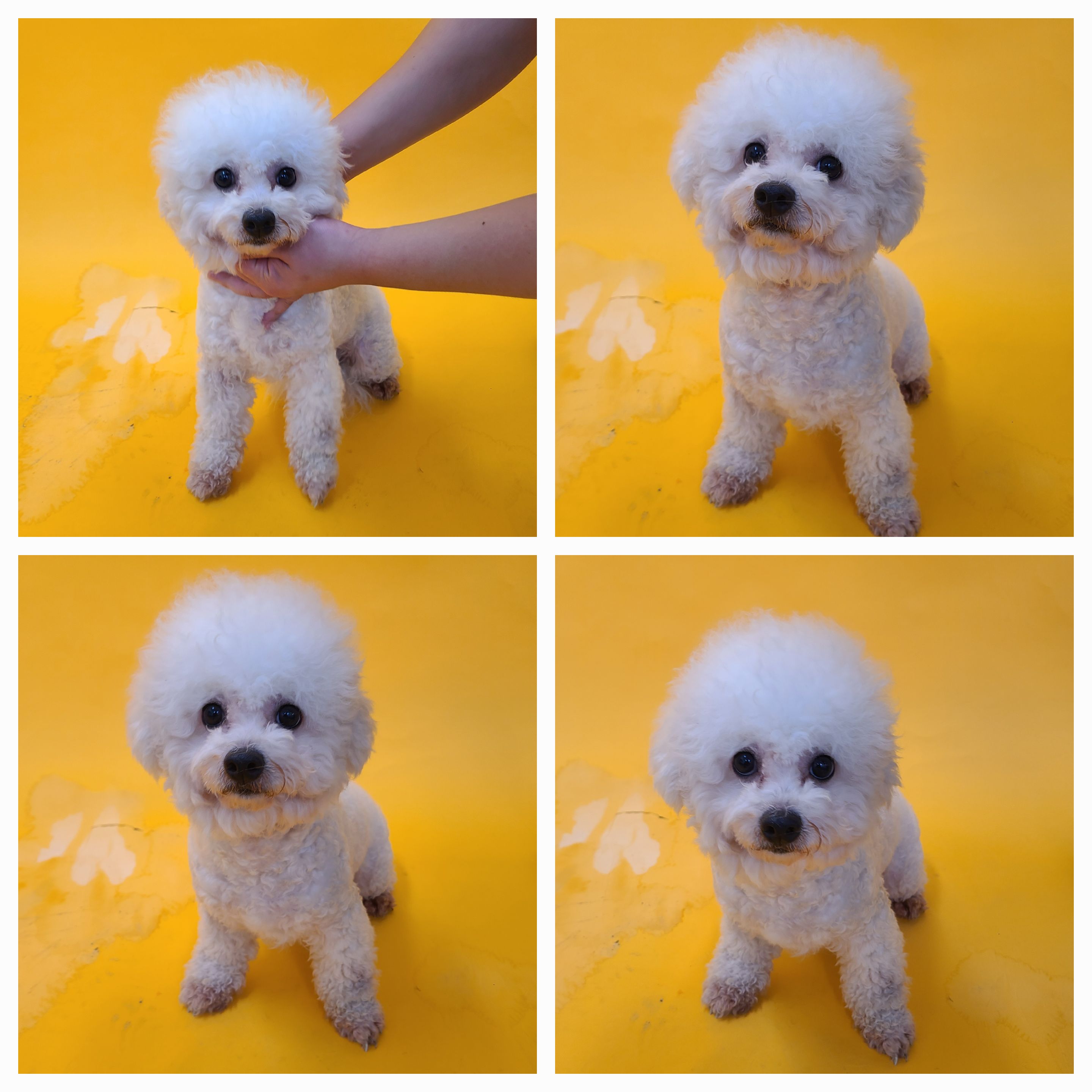 천안시 동물보호센터_444449202401623