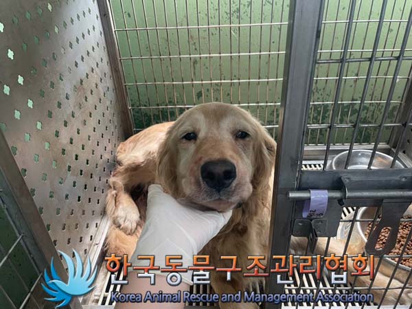 종료(자연사) 골든…
