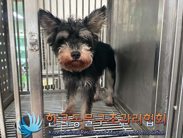 종료(반환) 믹스견…