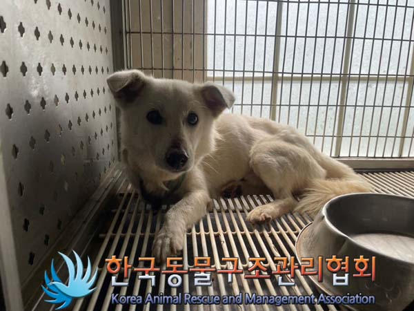 보호중 믹스견의 가…