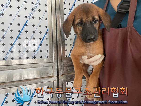 종료(자연사) 믹스…