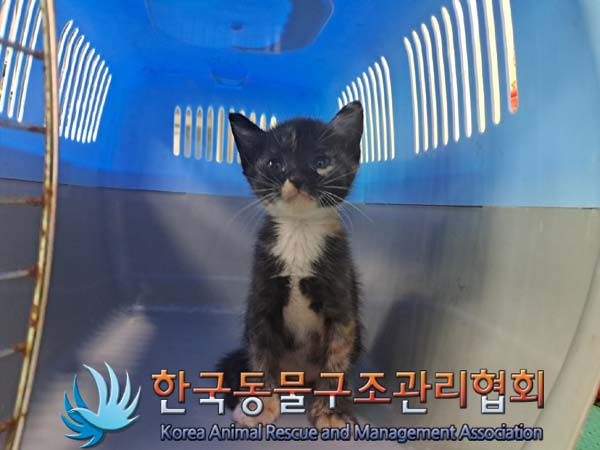 한국동물구조관리협회_441409202401322