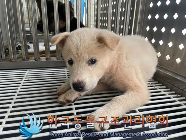 한국동물구조관리협회_441409202401320