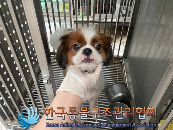 한국동물구조관리협회_411309202400258