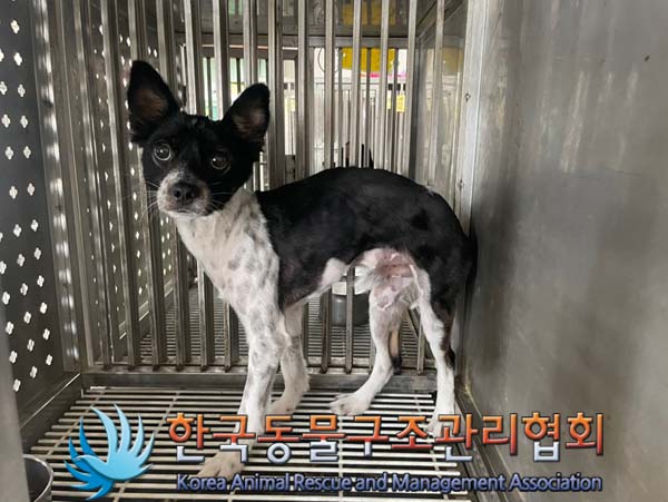 한국동물구조관리협회_441406202401401