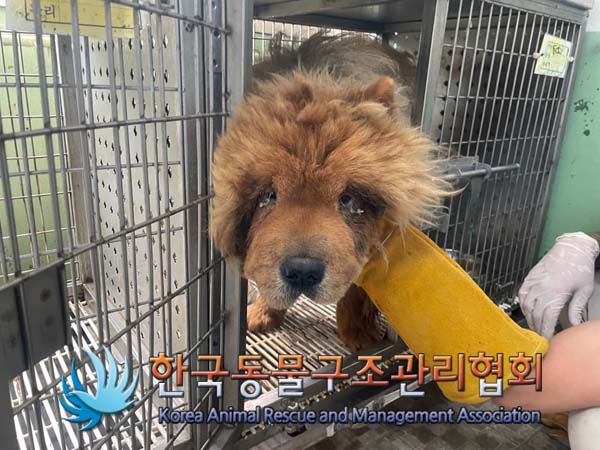 한국동물구조관리협회_441560202401081