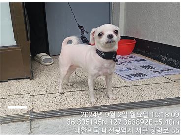 대전동물보호센터_430366202400434