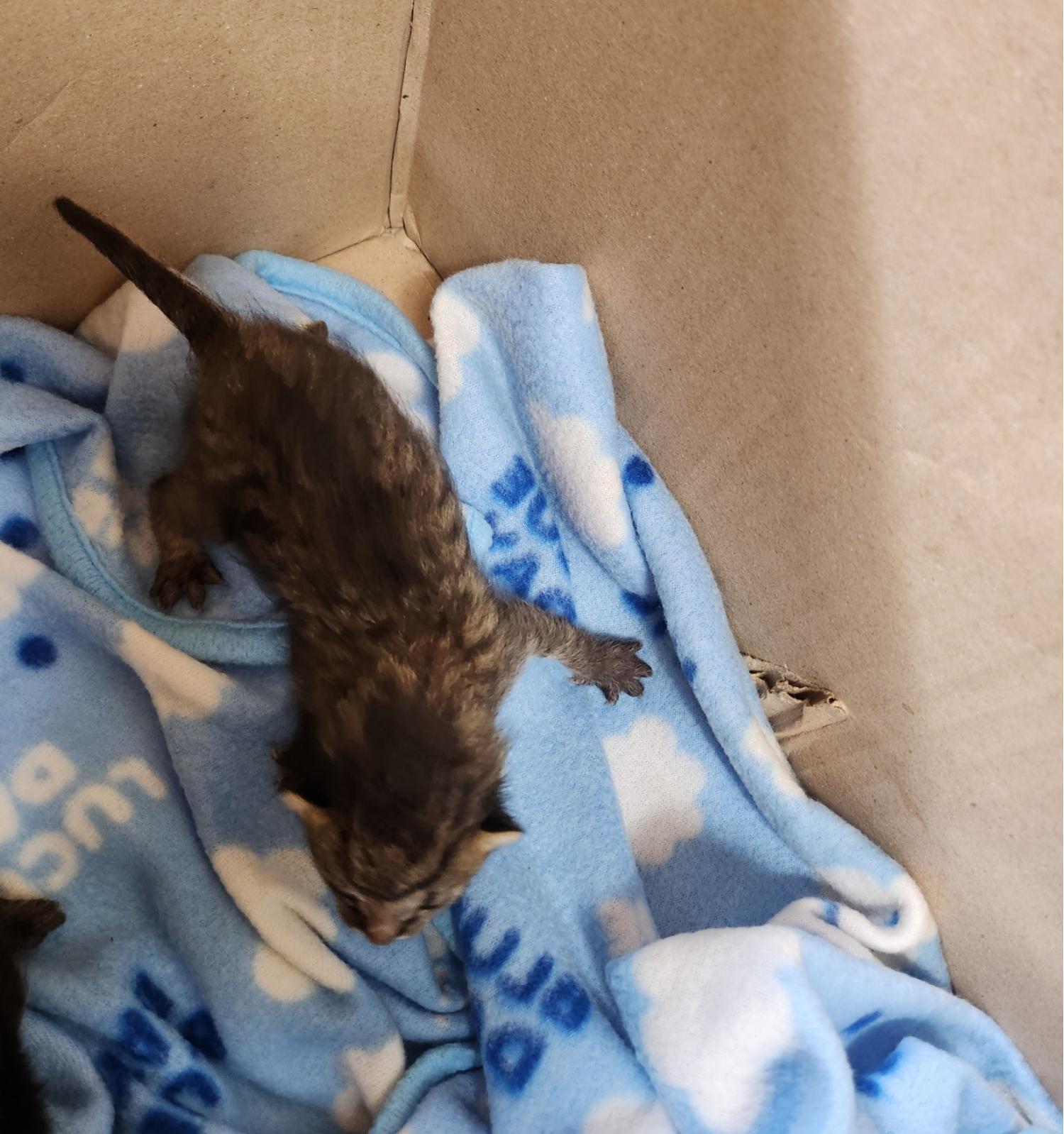 보호중 한국 고양이…