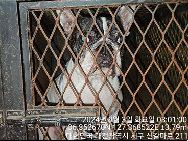 대전동물보호센터_430366202400435