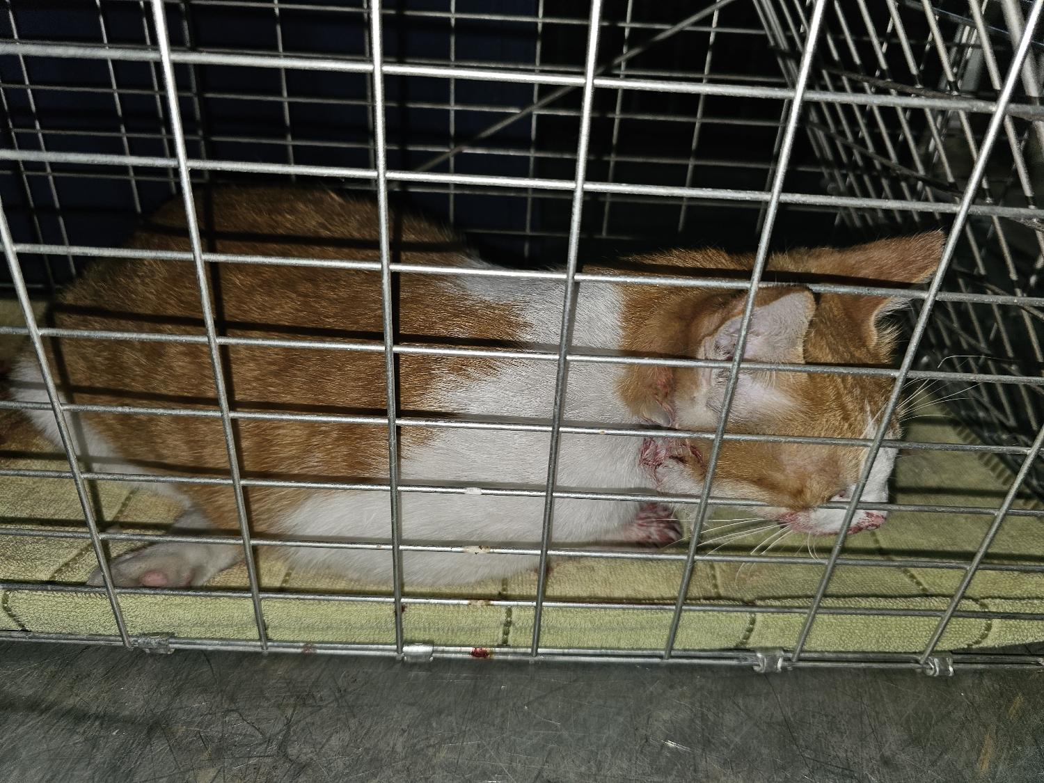 창녕 유기동물보호소_448541202401262