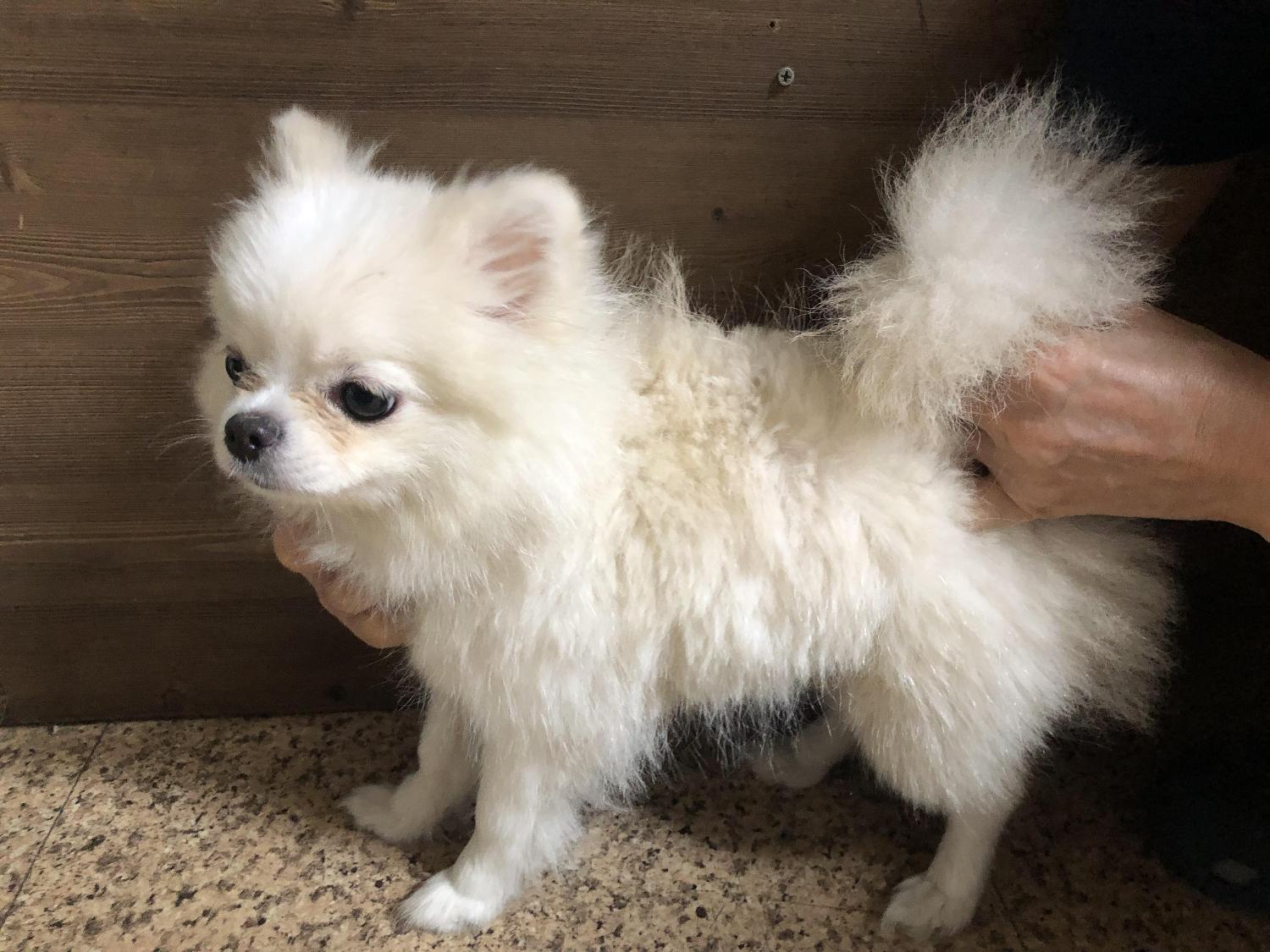 청조동물병원_426337202400494