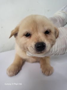 제주 동물보호센터_450650202402590