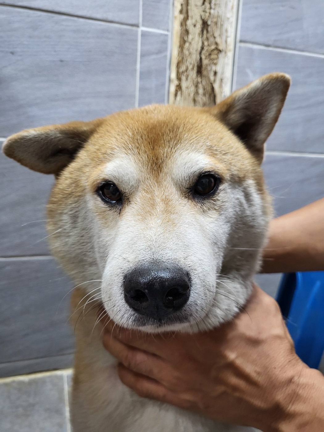 이성준동물병원_441408202401360