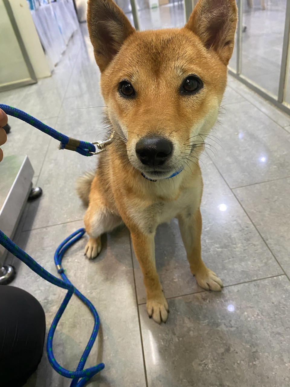 펫앤쉘터동물병원_441378202401050