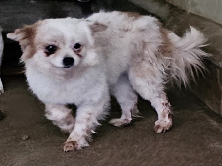 횡성유기동물보호센터_442426202400463