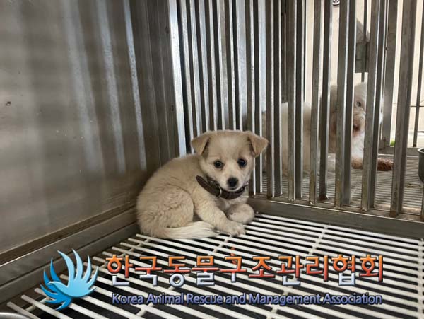 한국동물구조관리협회_441392202400249