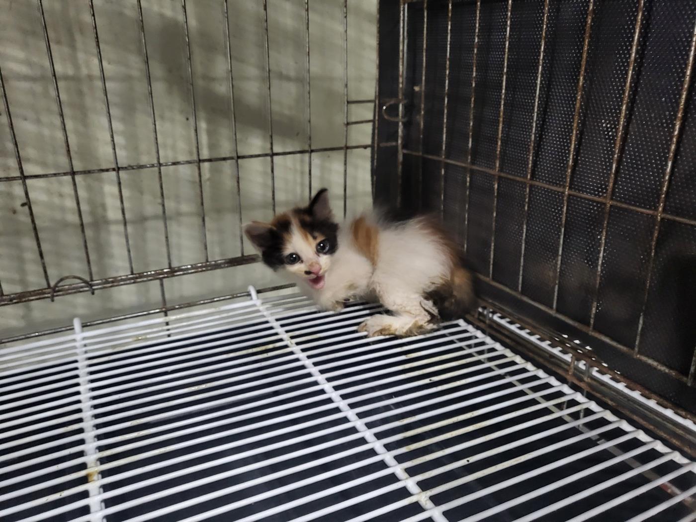 보호중 한국 고양이…