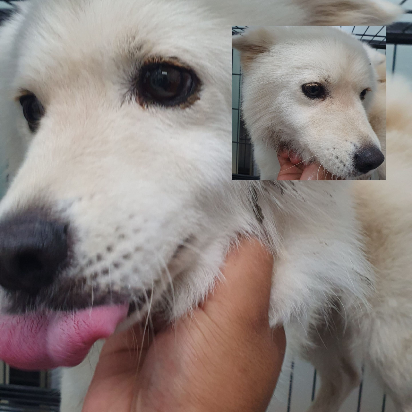 경주동물사랑보호센터_447505202401024