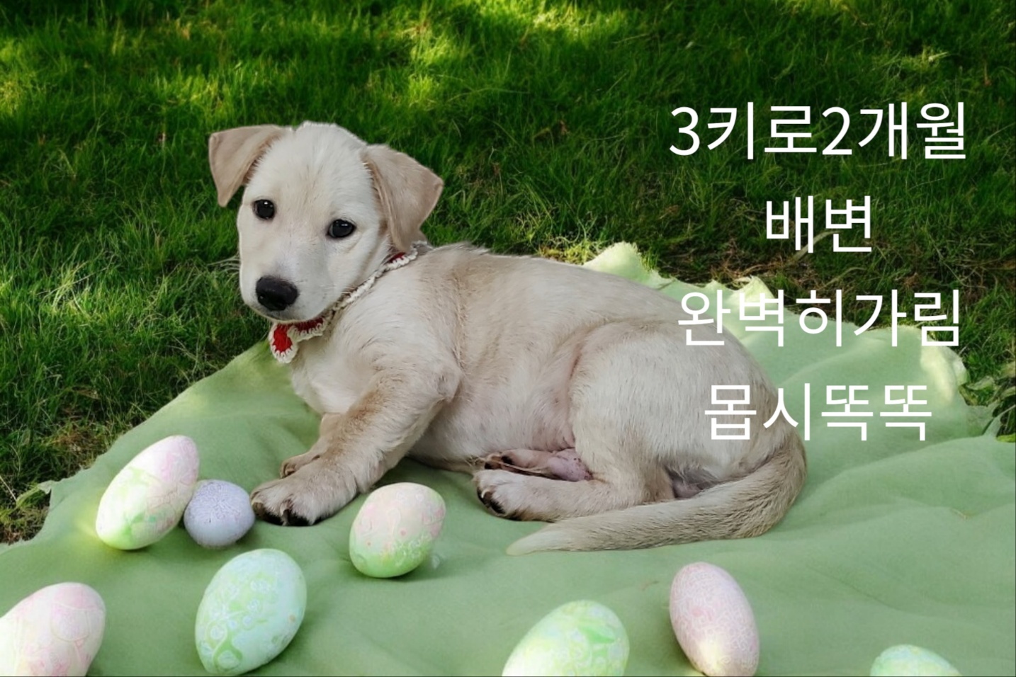 성주유기동물보호센터_447521202400362