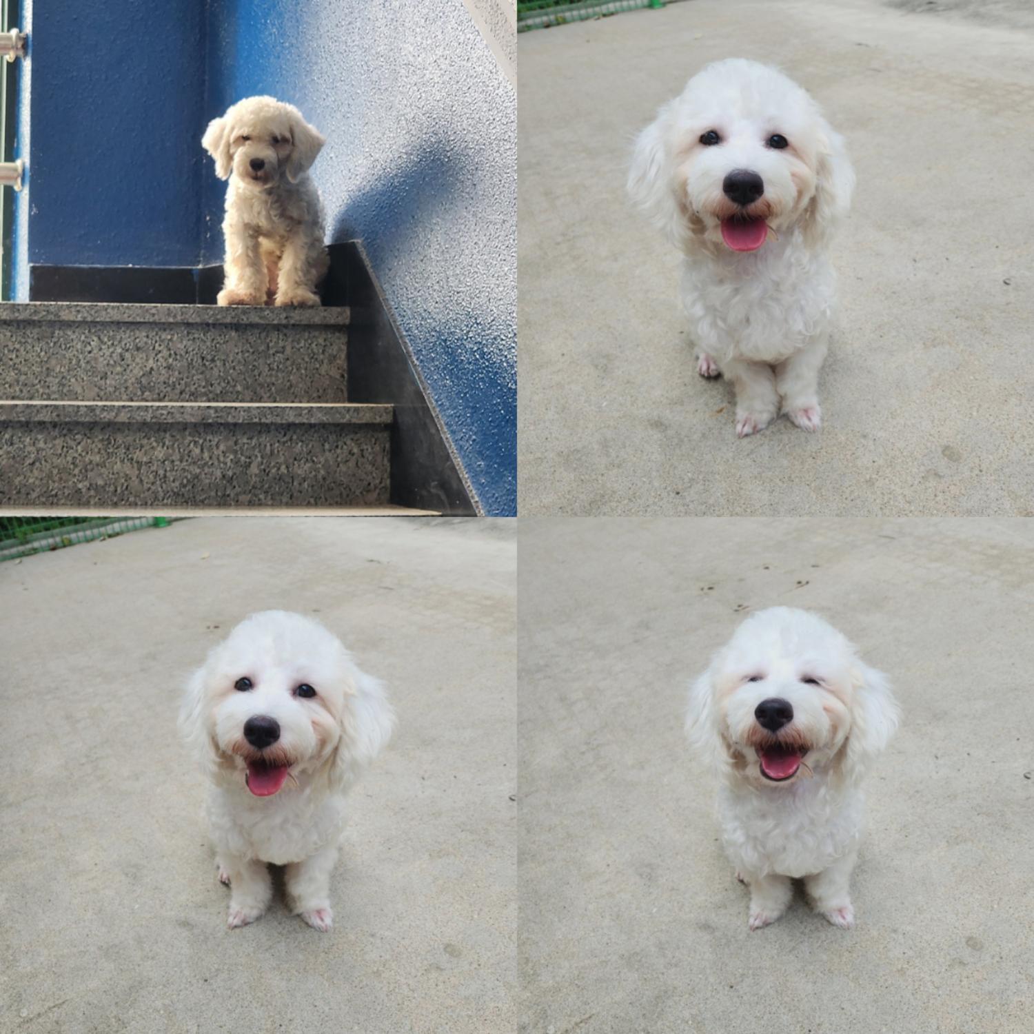반려동물 입양센터_447508202400796