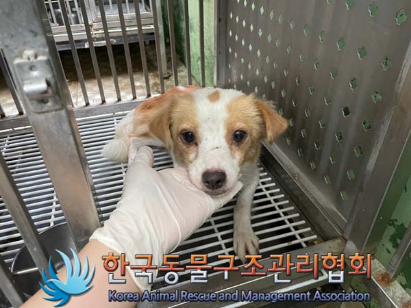 한국동물구조관리협회_411310202400615