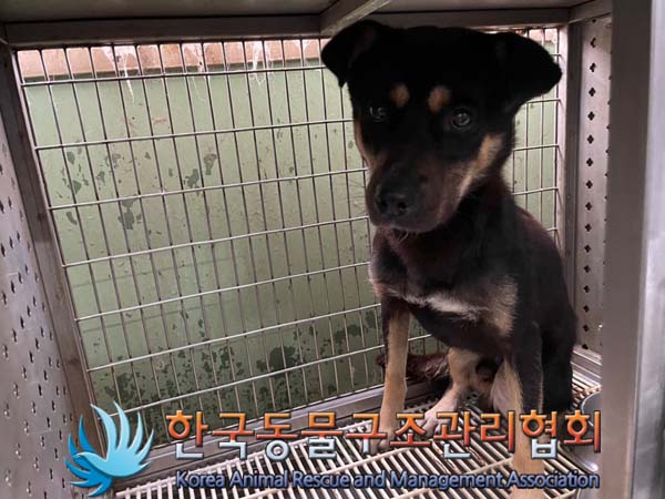 종료(안락사) 믹스…