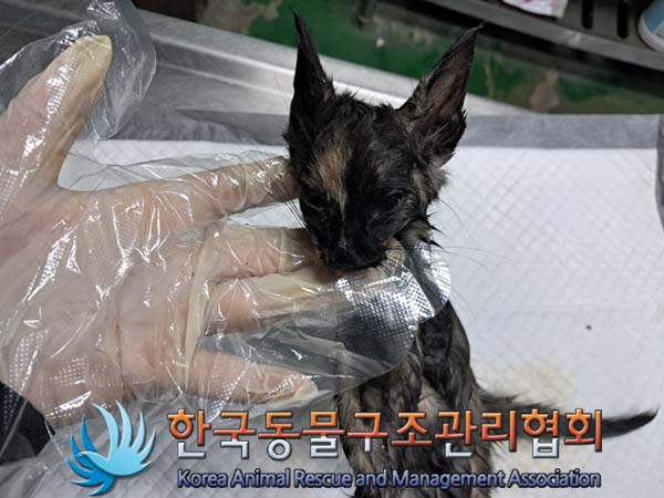 한국동물구조관리협회_411300202400381