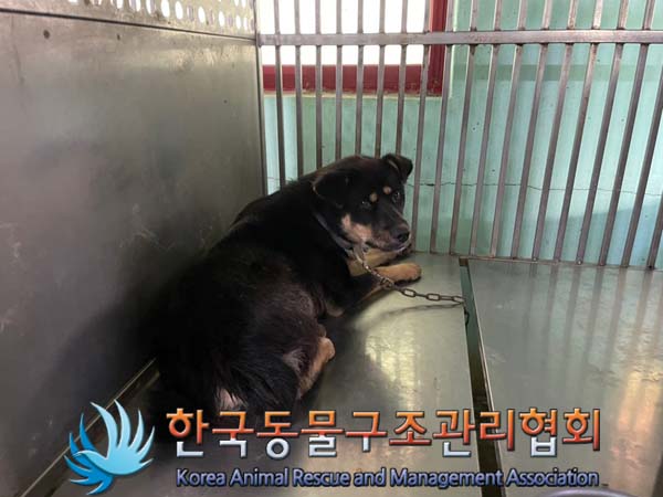 한국동물구조관리협회_441409202401343