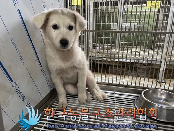 한국동물구조관리협회_441560202401085