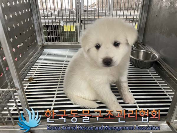 한국동물구조관리협회_441560202401090
