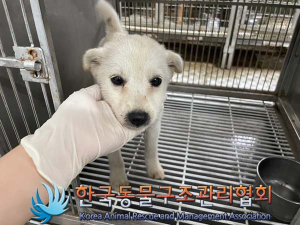 한국동물구조관리협회_441560202401086