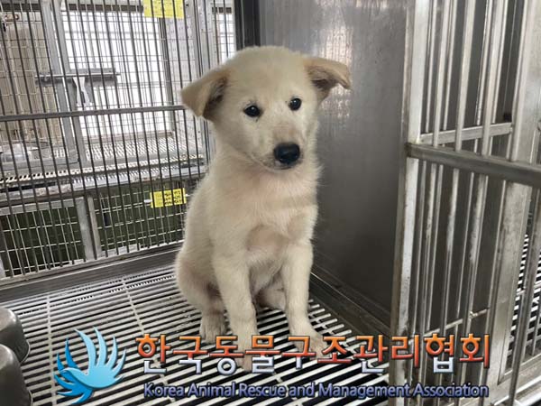 한국동물구조관리협회_441560202401088