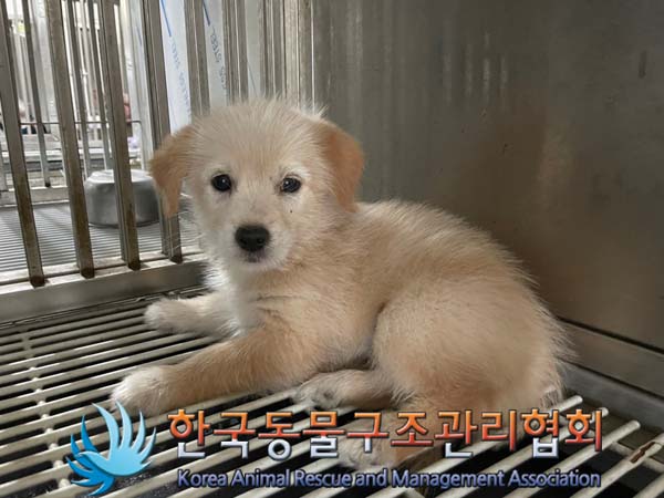 종료(안락사) 믹스…