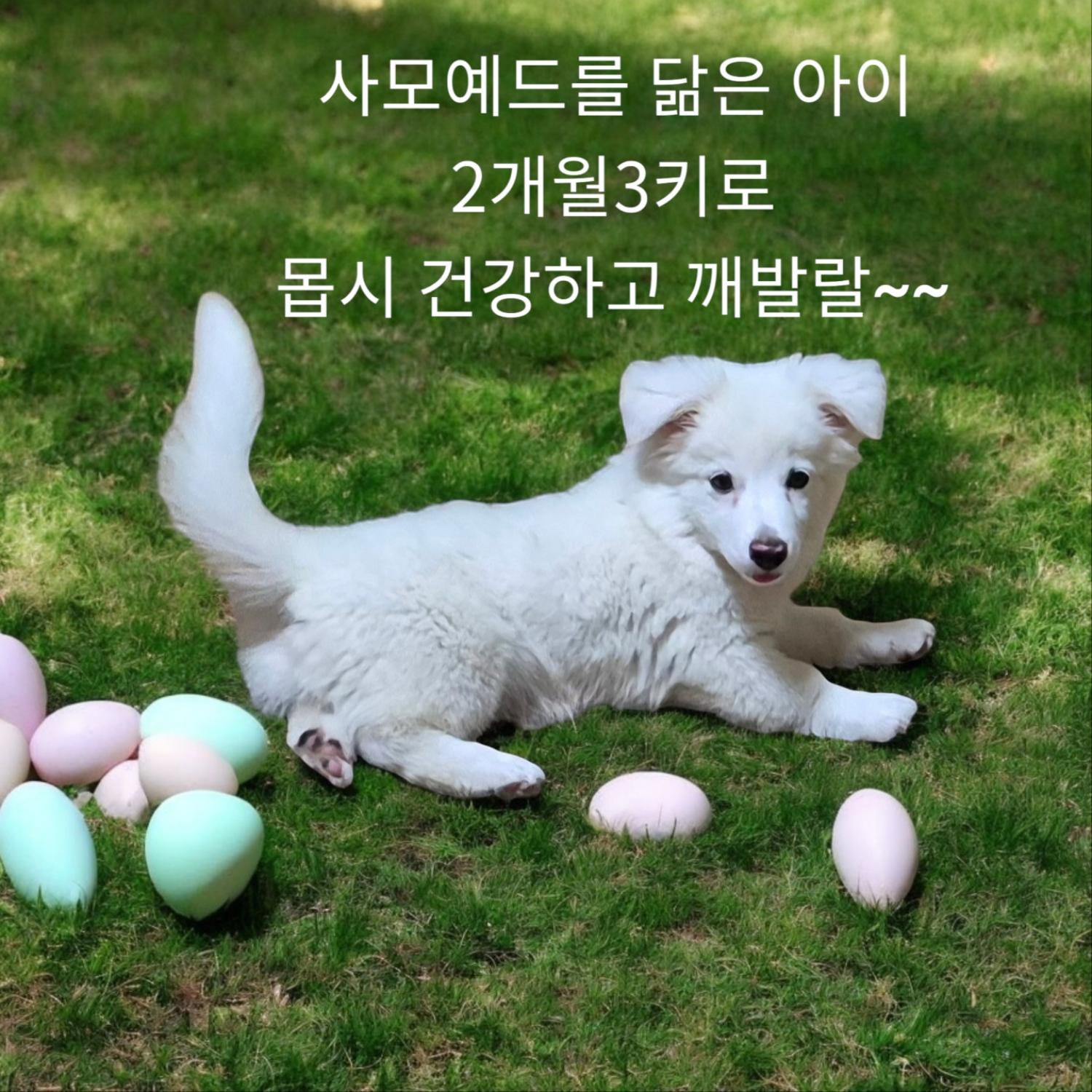 보호중 사모애드믹스…